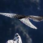 Dohle beim Abflug auf der Hörndl Wand, Chiemgauer Berge