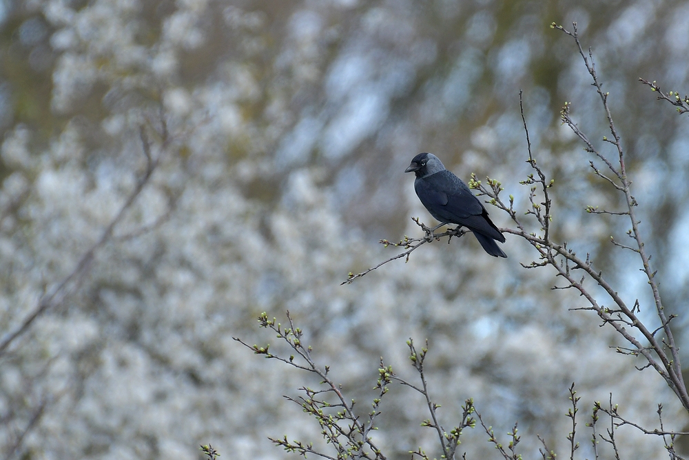 Dohle: Blick in den Frühling