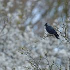 Dohle: Blick in den Frühling