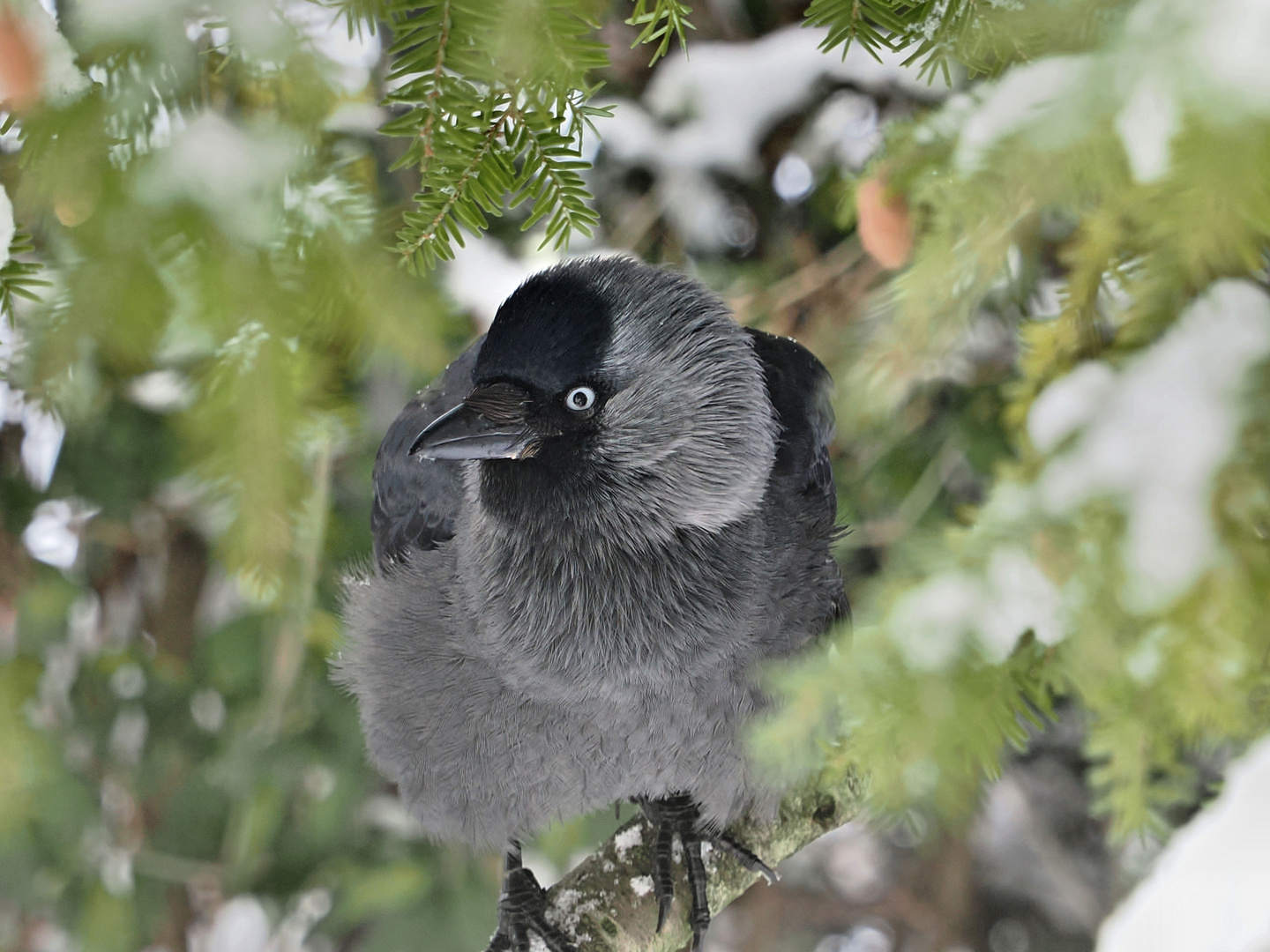 Dohle (Coloeus monedula)Portrait