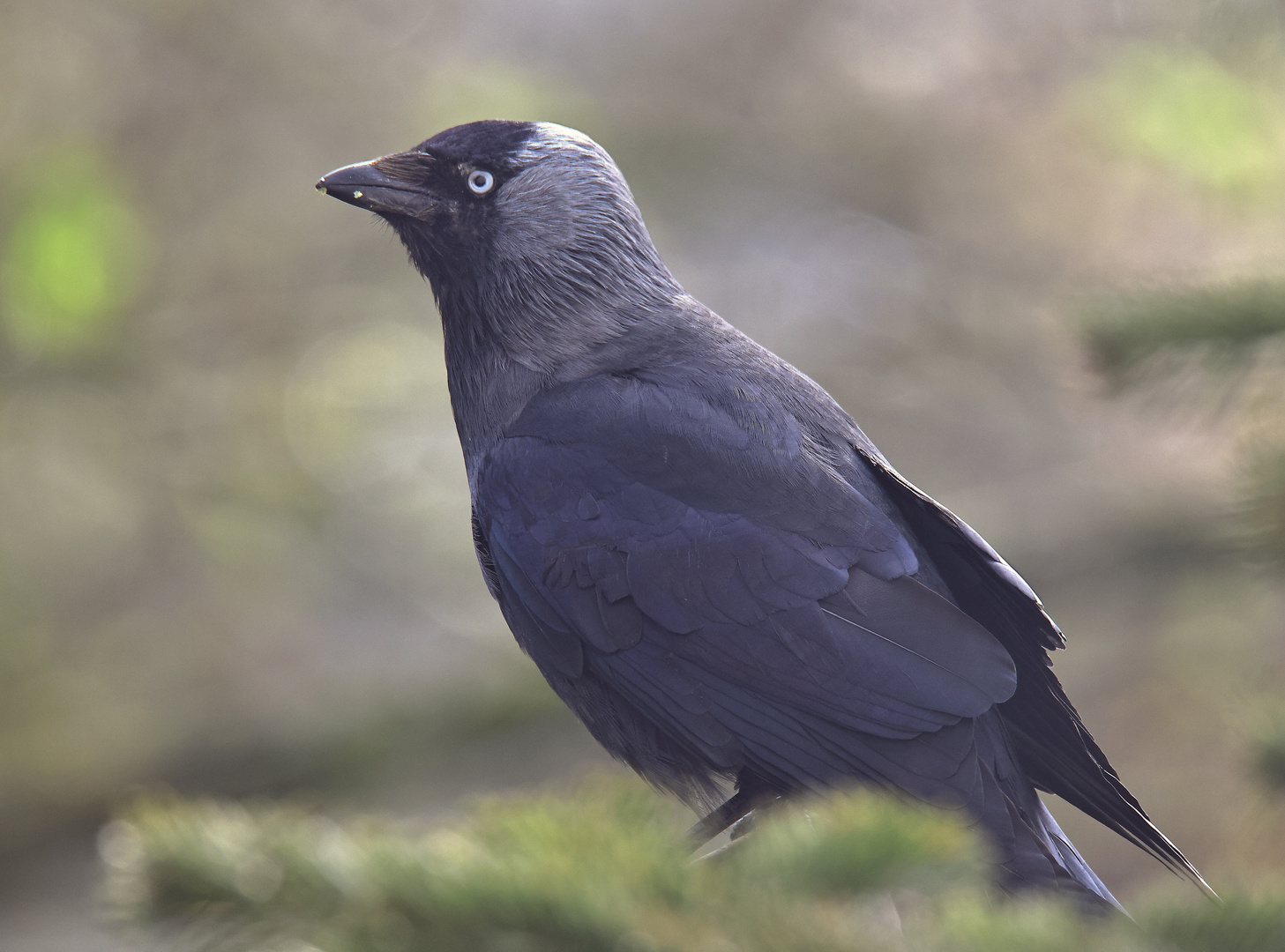 Dohle Corvus monedula