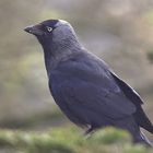 Dohle Corvus monedula