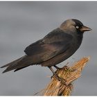 Dohle - Corvus monedula