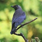 Dohle Corvus monedula