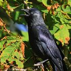 Dohle Corvus monedula