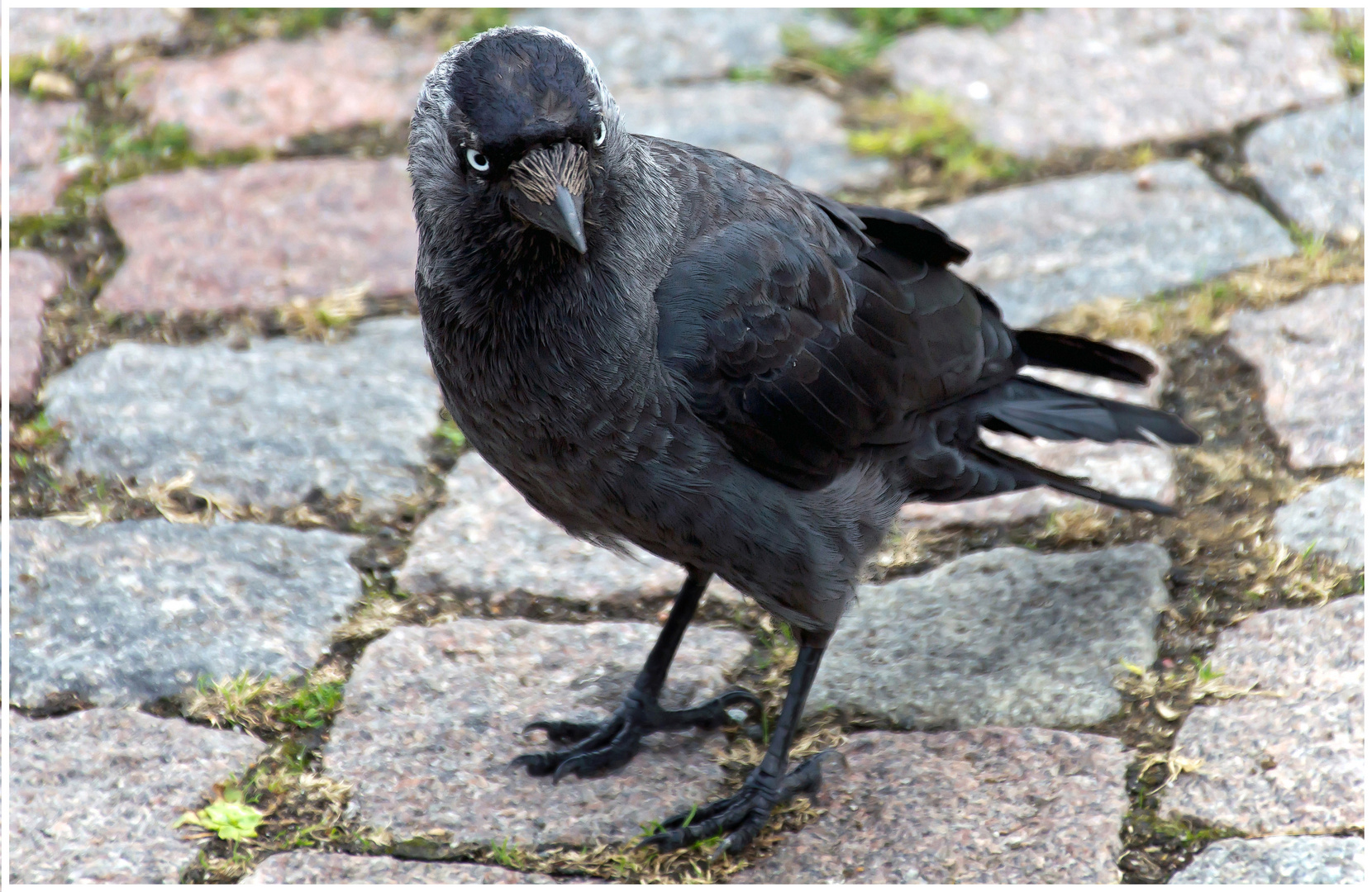 Dohle (Corvus monedula)