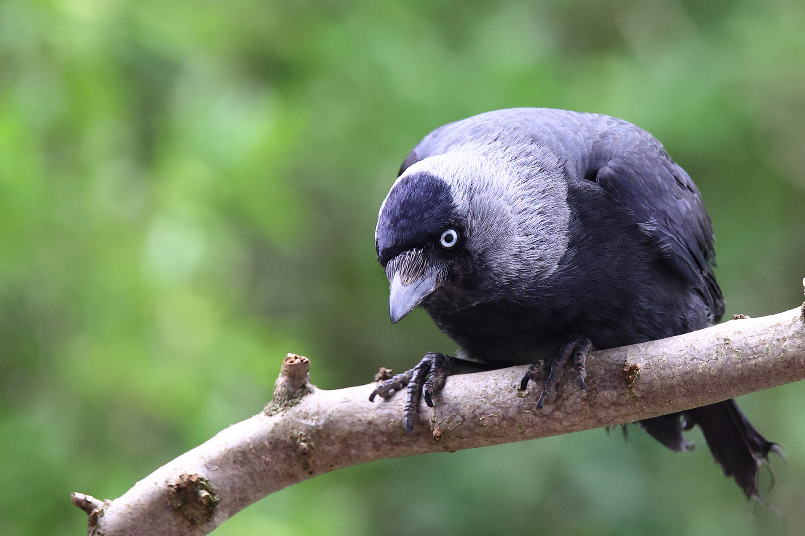 Dohle Corvus monedula