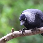 Dohle Corvus monedula