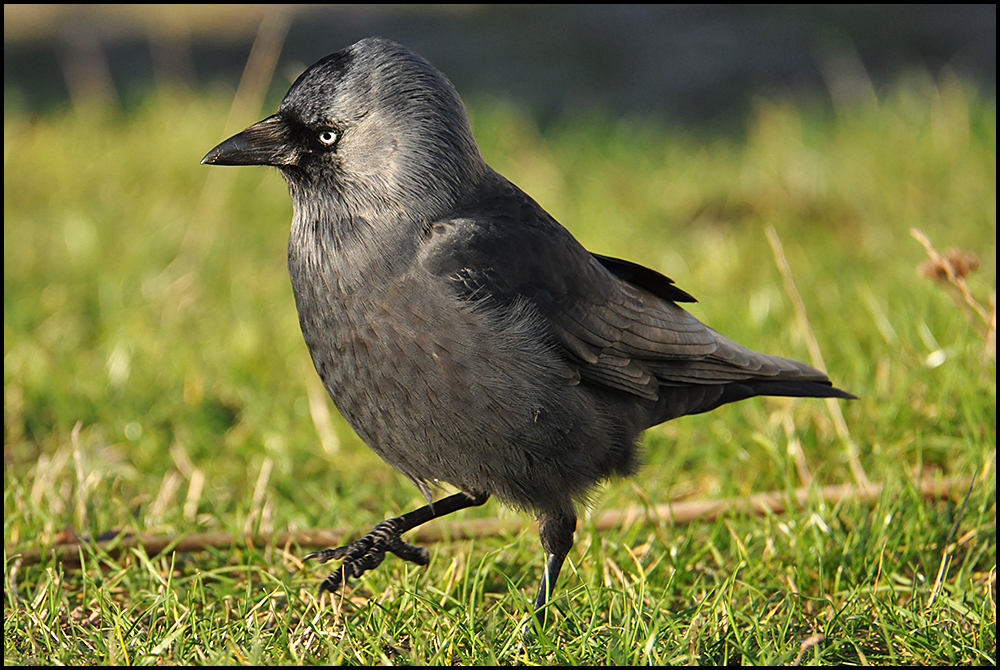 Dohle - Corvus monedula