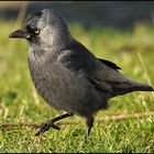 Dohle - Corvus monedula