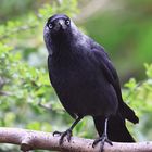 Dohle Corvus monedula