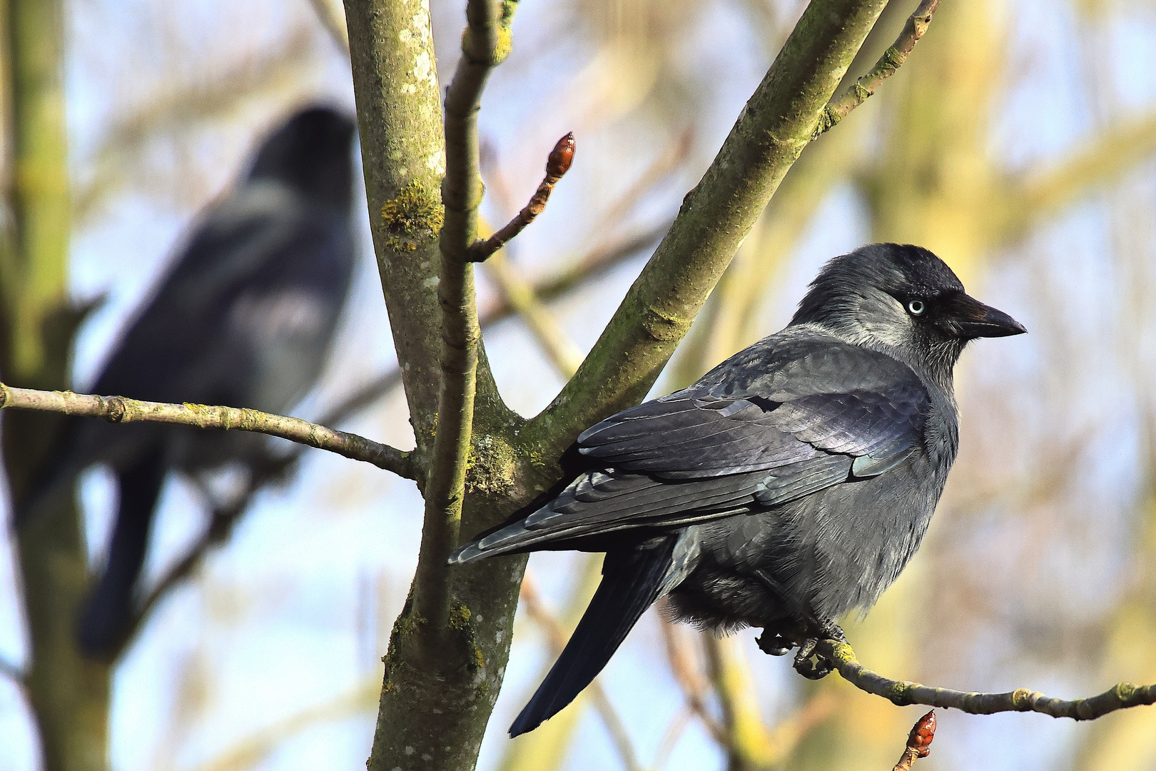 Dohle Corvus monedula