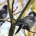 Dohle Corvus monedula