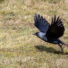 Dohle Corvus monedula