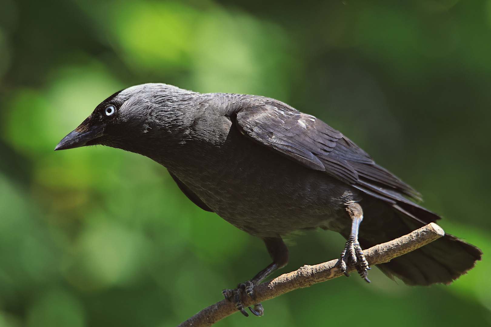 Dohle Corvus monedula