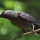 Dohle Corvus monedula