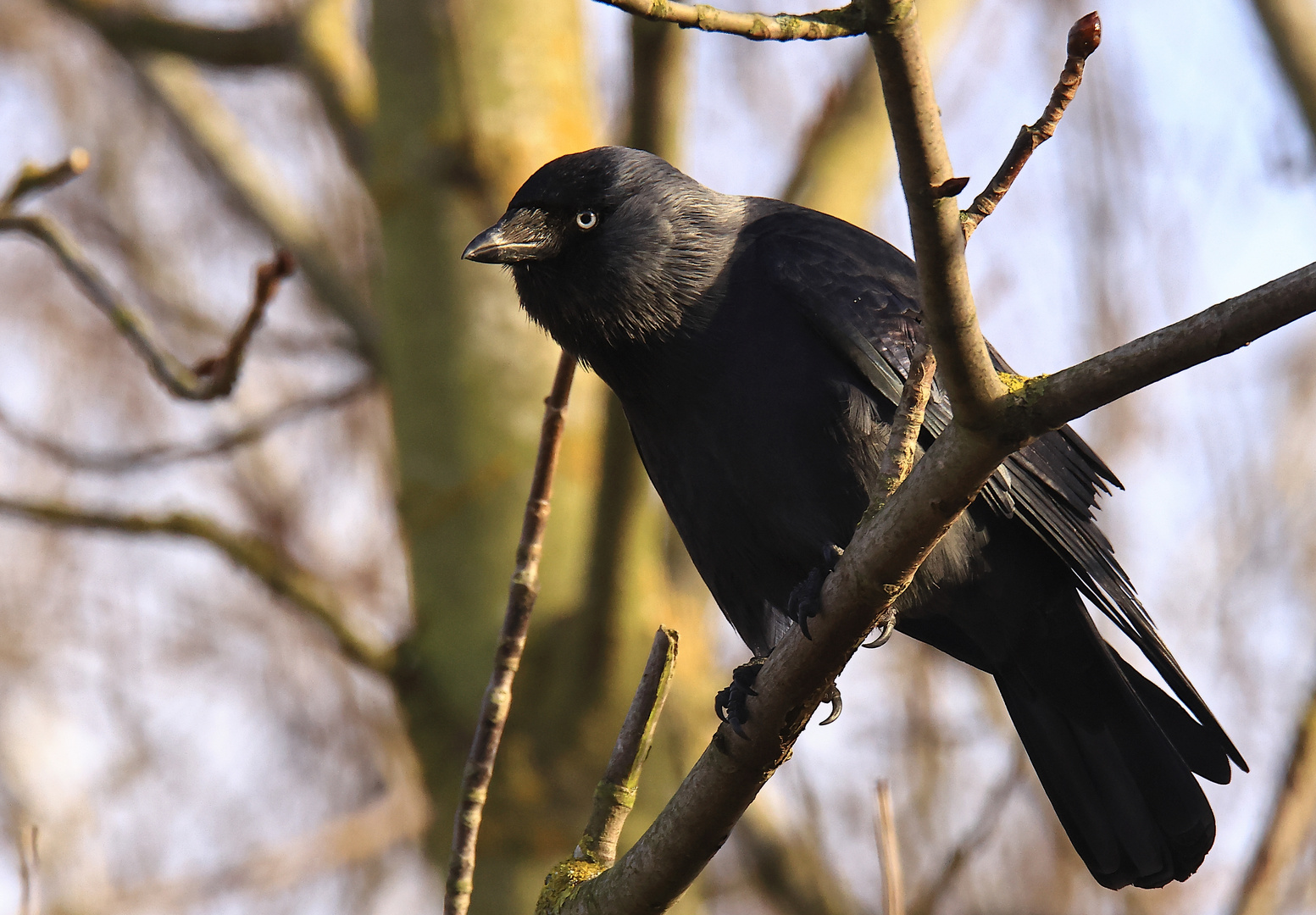 Dohle Corvus monedula