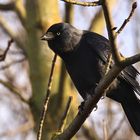 Dohle Corvus monedula