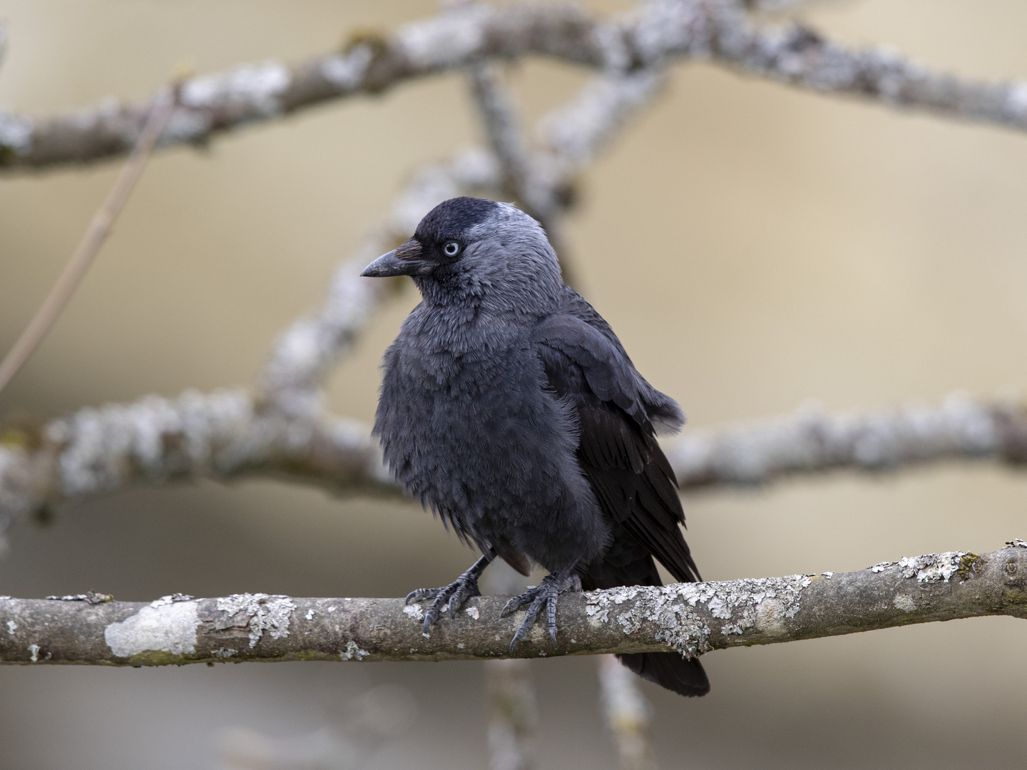 DOHLE (Corvus monedula)