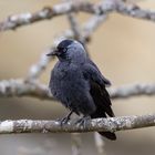 DOHLE (Corvus monedula)