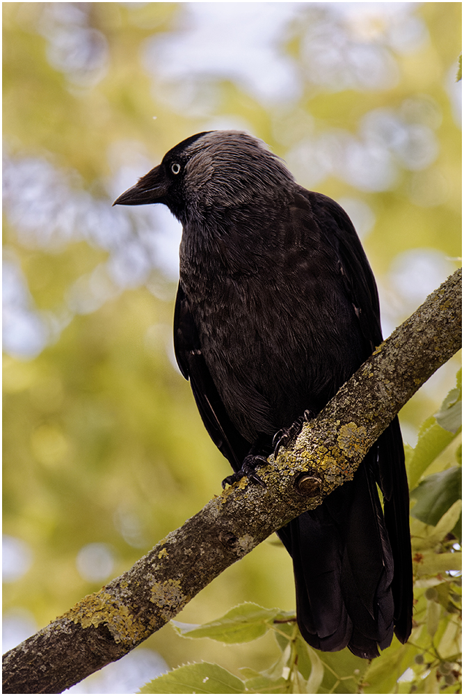 Dohle (Corvus monedula)