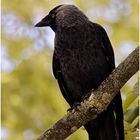 Dohle (Corvus monedula)