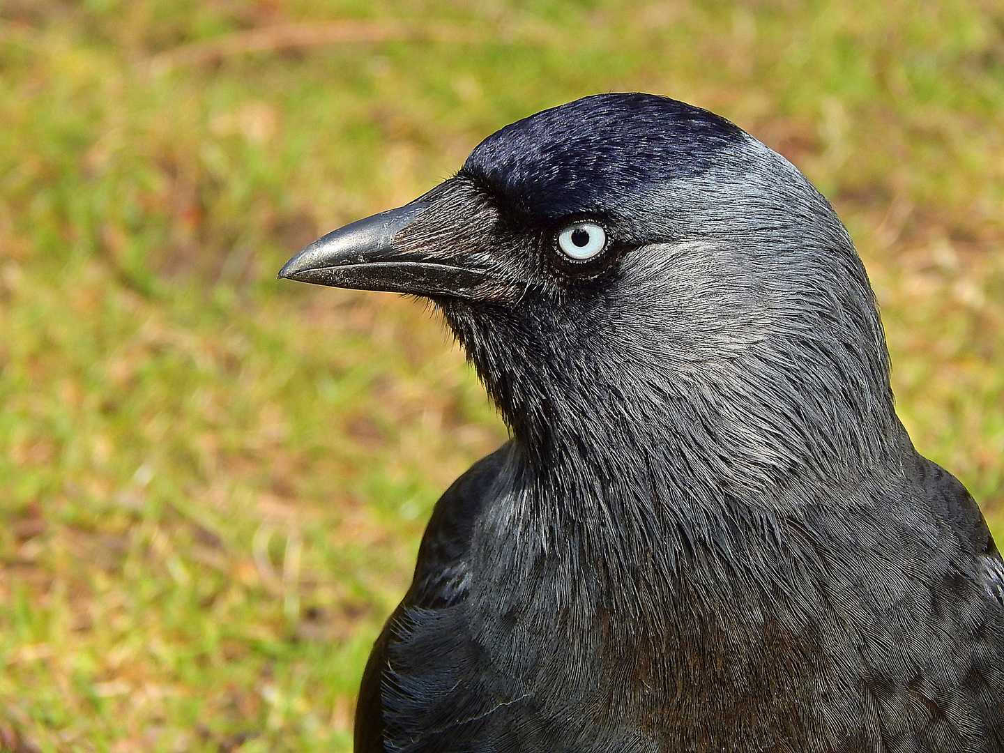 Dohle (Corvus monedula)