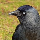 Dohle (Corvus monedula)