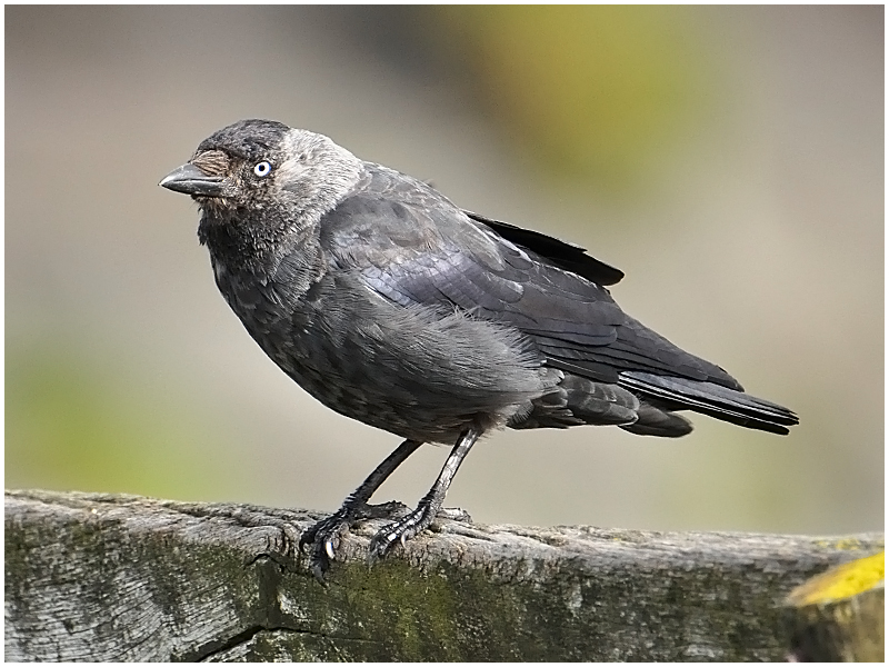 Dohle - Corvus monedula