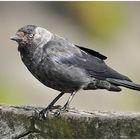 Dohle - Corvus monedula