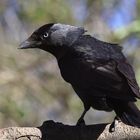 Dohle Corvus monedula