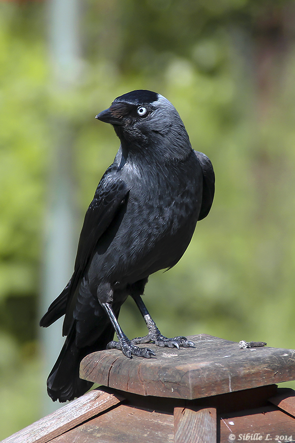 Dohle (Corvus monedula)