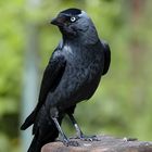 Dohle (Corvus monedula)