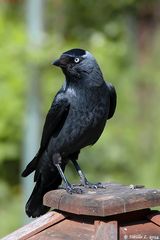 Dohle (Corvus monedula)