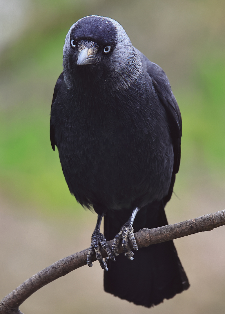 Dohle Corvus monedula 