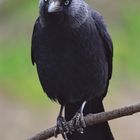 Dohle Corvus monedula 