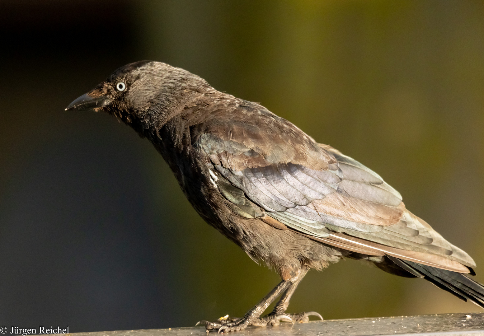 Dohle ( Corvus monedula ) 