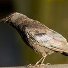 Dohle ( Corvus monedula ) 