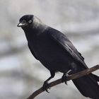 Dohle Corvus monedula