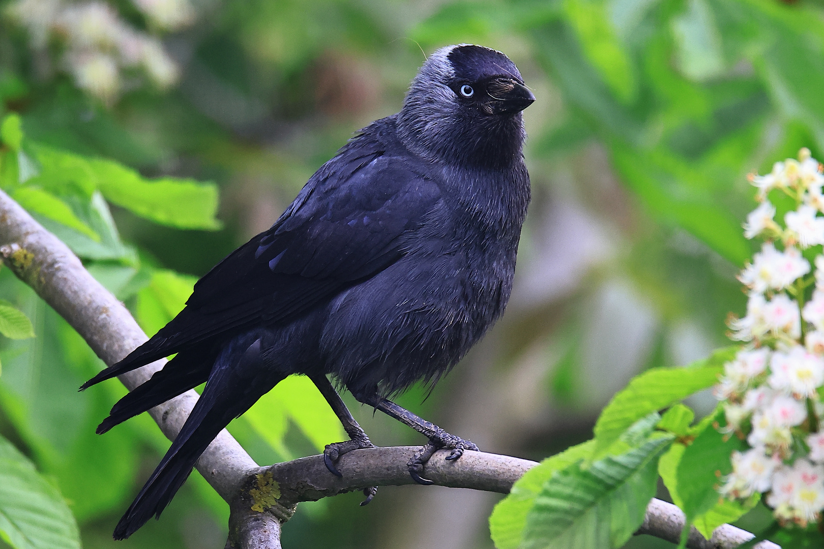 Dohle Corvus monedula