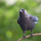 Dohle Corvus monedula