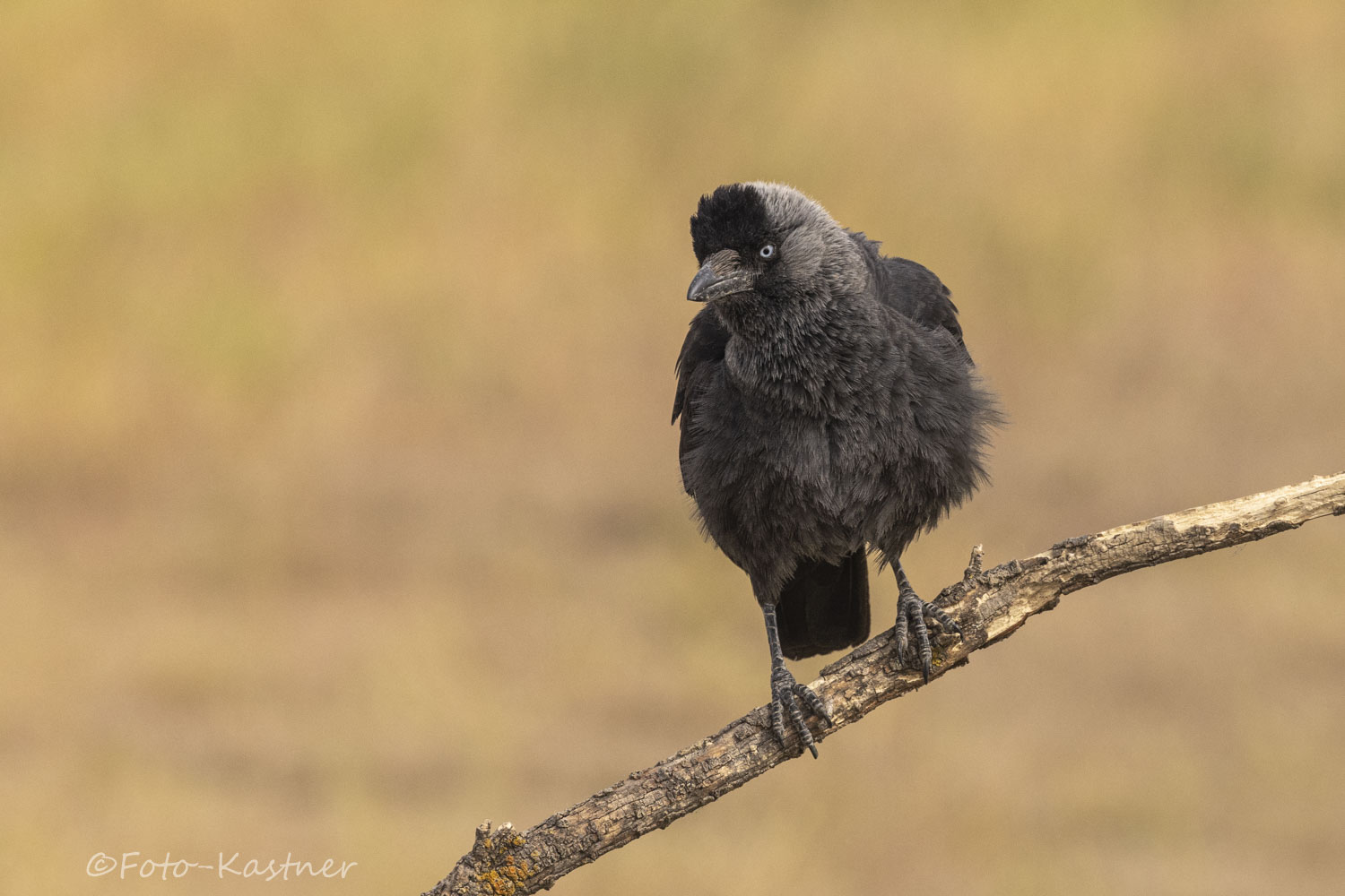 Dohle (Corvus monedula)