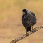 Dohle (Corvus monedula)