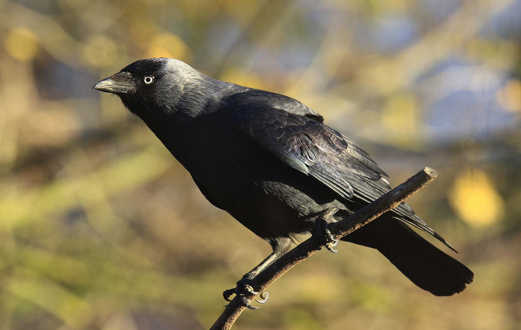 Dohle Corvus monedula