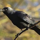 Dohle Corvus monedula