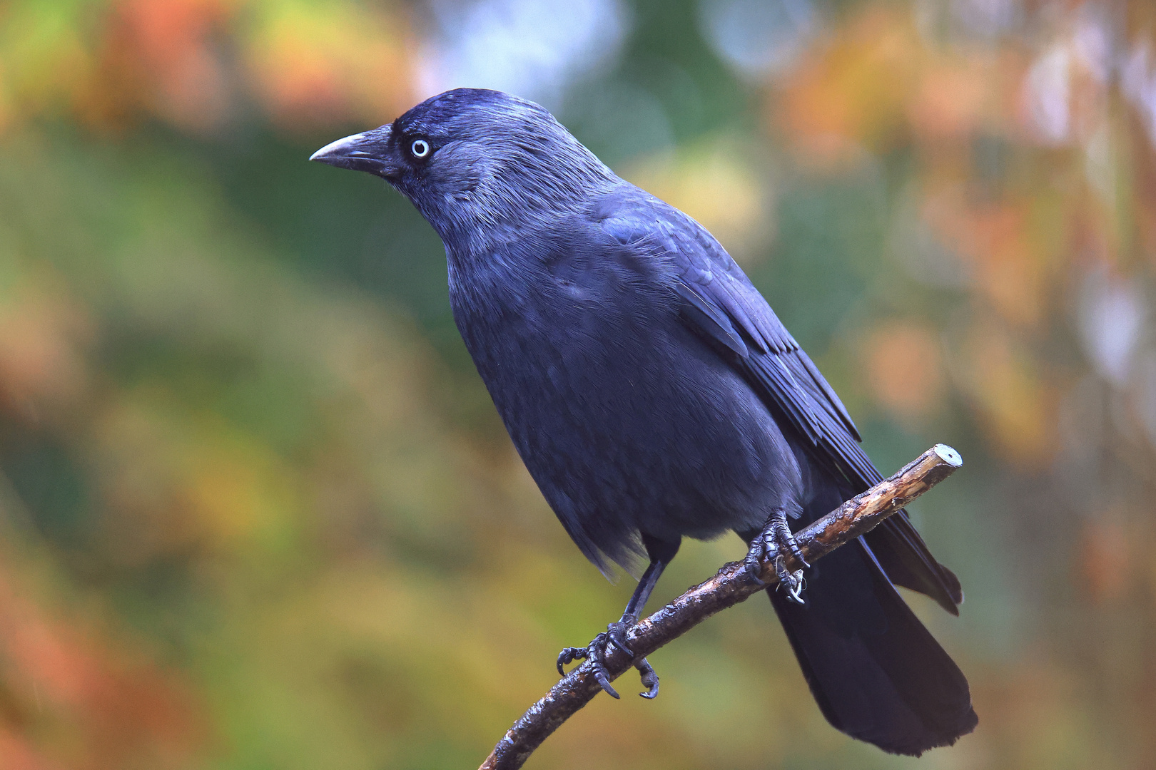 Dohle Corvus monedula