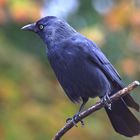 Dohle Corvus monedula