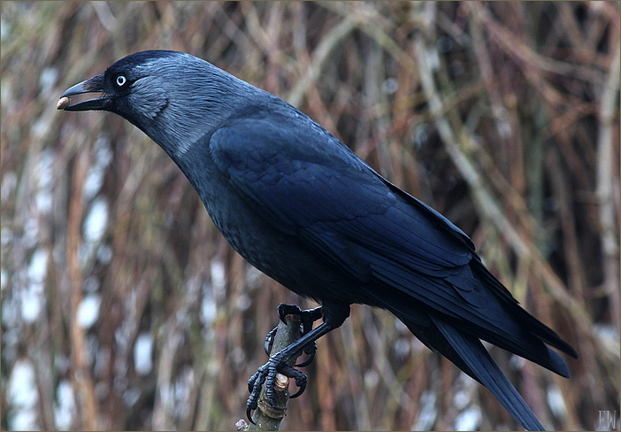 Dohle (Corvus monedula)...