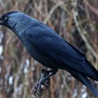 Dohle (Corvus monedula)...