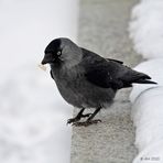 Dohle (Corvus monedula)